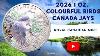 Sprott Money Collectibles 2026 1 Oz Colourful Birds Canada Jays Silver Proof Coin